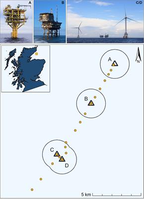 Reef effect of offshore structures on the occurrence and foraging activity of harbour porpoises